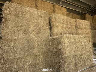 IMG 4423 Wheaten Hay 2025